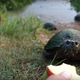 Image for article titled Hungry turtle ASMR is ASMR we can get behind